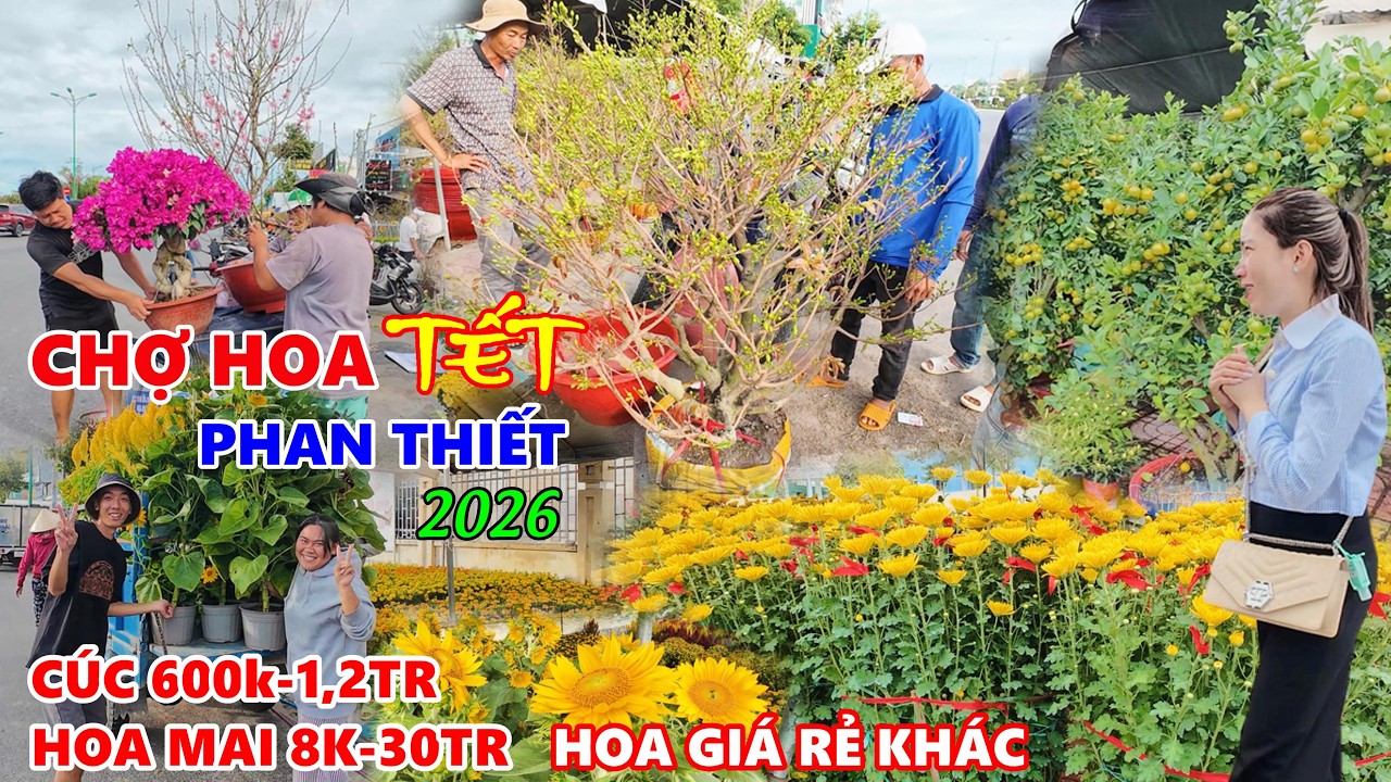 CHỢ HOA TẾT PHAN THIẾT 2026 Nhộn Nhịp Chiều 24 Tết - Hoa Giấy Hút Hàng, Mai Cúc Đào Trĩu Búp