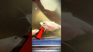 Von winzigen Eiern zu einem echten Alien – Die Triops-Geschichte #fische #haustiere  #transition