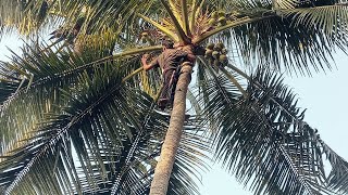 coconut tree 🌴🌴🌴🌴🥥🥥