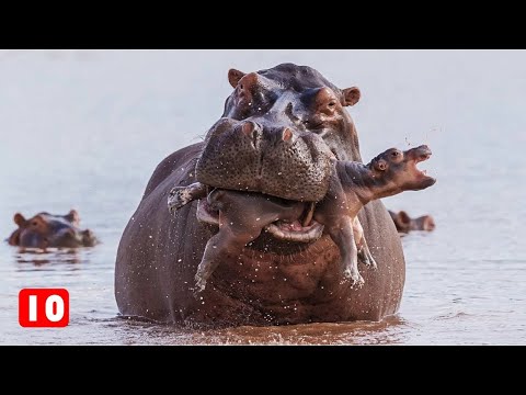 Βίντεο: Τι ορίζει το ζωικό βασίλειο;