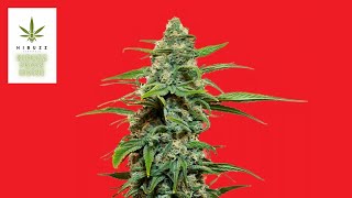 Hibuzz From Home Ep. 31: UP20 Gelato 29 (Legal OCS Cannabis Review)