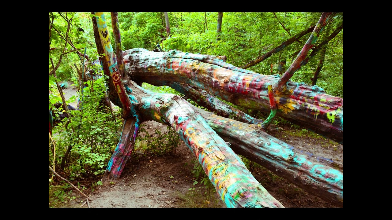 Hippie Tree - Traverse City, MI