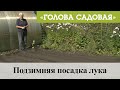 Голова садовая - Подзимняя посадка лука