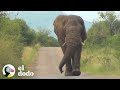 Elefante curioso decide ir a saludar a estas personas | El Dodo