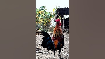 Tiếng gà rừng Mồi gáy chuẩn Mồi Nhạy Nhất 2025 ✔️✔️ #garung #chicken #tiếnggàrừnggáy