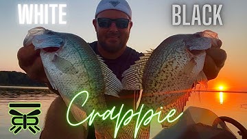 How to CATCH LIMITS OF CRAPPIE In SUMMER‼️ 2021