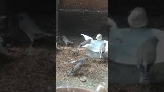 11 De Janeiro De 2021