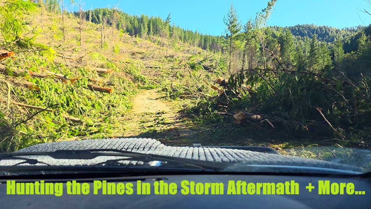 Forestry Hunting after the Storm & Working at Home.