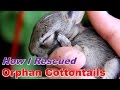 How I Cared for Baby Cottontails How I Cared for Baby Cottontails