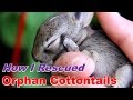 How I Cared for Baby Cottontails