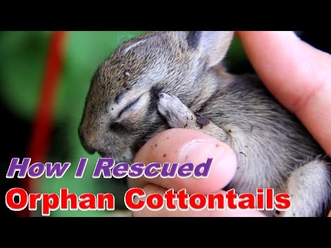 orphaned cottontail rabbit care