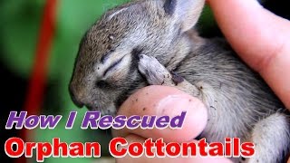 How I Cared for Baby Cottontails