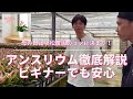 生産者訪問【アンスリウム40品種生産】《小松農園》プロが教えるビギナーでも安心な育て方【徹底解説】