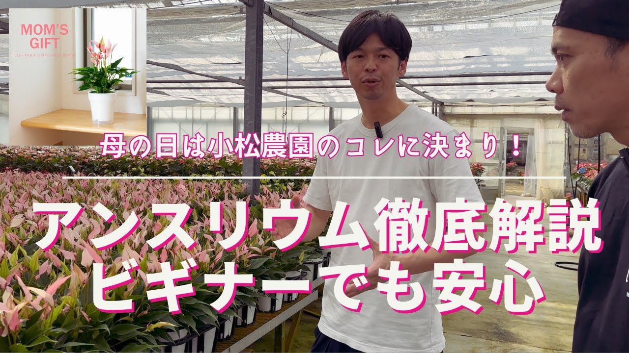 生産者訪問【アンスリウム40品種生産】《小松農園》プロが教えるビギナーでも安心な育て方【徹底解説】