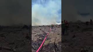 Incêndio atinge área de reflorestamento em São Francisco do Sul
