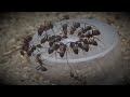 Camponotus nicobarensis - Zeitraffer Invertzucker trinken