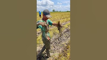 Chụp chuột mùa cắt lúa#shotrs #giaphuc#batchuotdong #bắtchuột