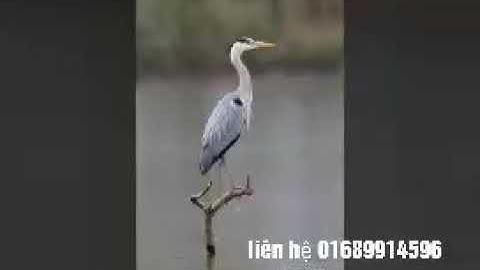 Tiếng diệc xám video 2