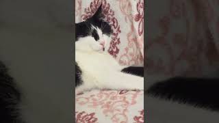 Uyuyakaldım dım dım 😴🐾😅 #animals #cat #catfriends #cats #comedy #cute #catlover #kediler Resimi