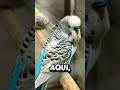 #criaçãodeperiquito #birds #lifeisbutadream #aves #periquitoaustraliano