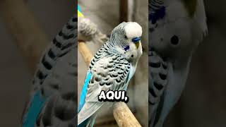 #criaçãodeperiquito #birds #lifeisbutadream #aves #periquitoaustraliano