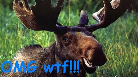 Banned from Rusty Moose (read description)