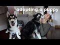 we adopted a puppy...