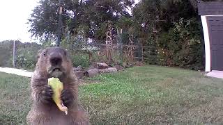 Chunk Devoured A Cucumber