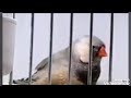 أفضل طفرات و تركيبات الزيبرا و اجملها روووووووووعة