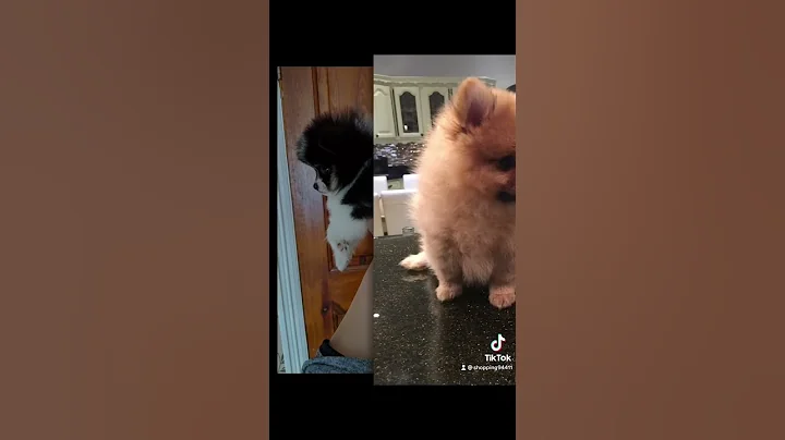 what do you know about pomeranian puppies ?
