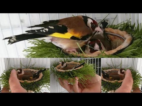 تريد موسم إنتاج حسون ناجح لا تضيع هذا الفيديو مع أخوكم مراد متى وكيف اختيار زوجين للحسون بامتياز