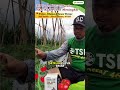 Tanaman tomat tumbuh lebih cepat dengan akar lebih lebat setelah menggunakan TSP Super Bonsai