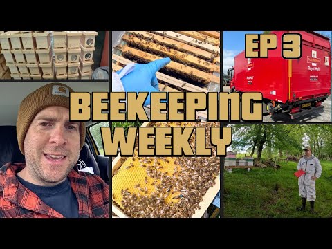 Selling Bees & Filling New Apiaries! 🐝 | Beekeeping Weekly EP 3