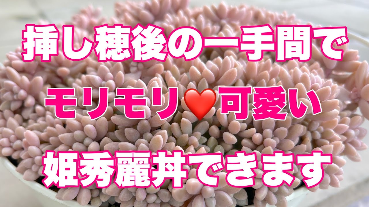 多肉植物』『ガーデニング』279 ピンクで可愛い姫秀麗❤️やっぱり 