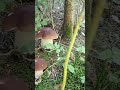 Beautiful porcini mushrooms #porcini #wildmushrooms #nature #boletus #youtubeshorts #shorts #fungi