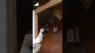 Blowing Bees Off Nest Reveals Queen Bee Pupa