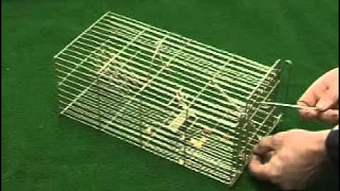 14" family rat trap by trapman