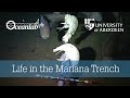 Life in the Mariana Trench