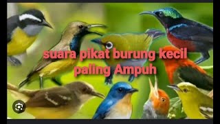 SUARA PIKAT SEMUA JENIS BURUNG HUTAN TERBARU 1000% || AMPUH