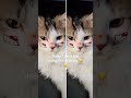 #cat #cute #prettycat