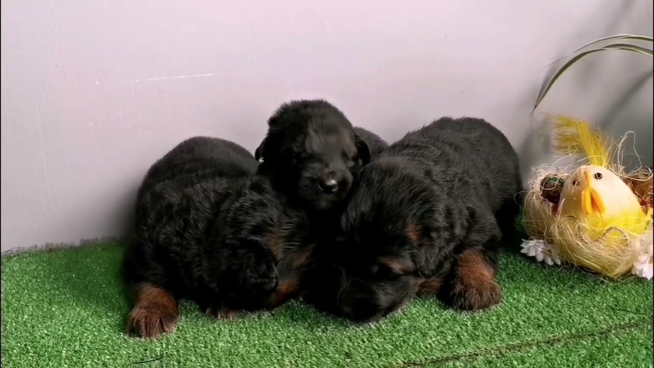 Owczarki Niemieckie Hodowla z Mylnej Gromady ZKwP/FCI kom.606 902 687