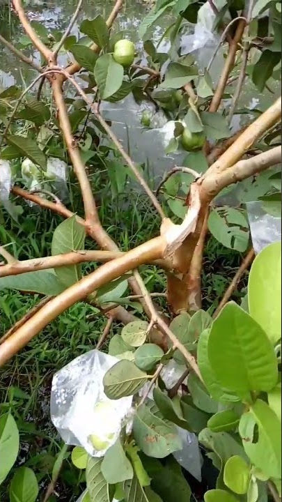 Terdampak Banjir ||tanaman jambu kristal#short #petanimuda