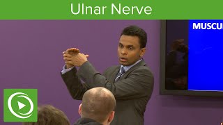 Muscles of the Ulnar Nerve  – MRCS | Lecturio