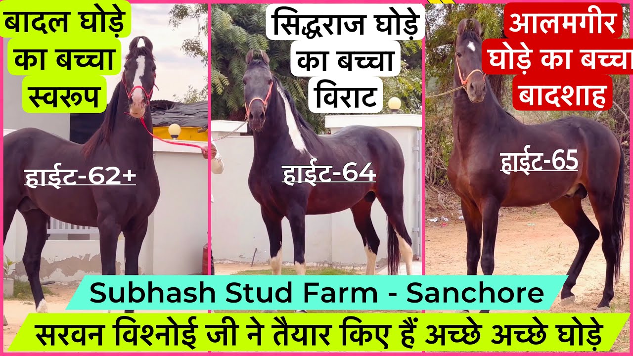 देखिए सांचौर के सरवन विश्नोई जी के स्वरूप ,बादशाह और विराट घोड़े ! (8949369152)