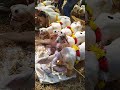 Bannur Sheep