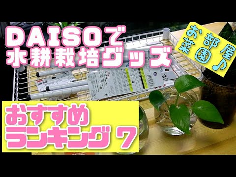 【水耕栽培大学】ダイソー水耕栽培グッズおすすめランク 7！！