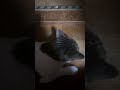 アレルギーなんて関係ない(個人の感想です) #cat #猫のいる暮らし #ねこ #保護猫