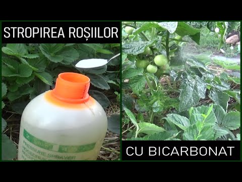 Stropirea roșiilor cu bicarbonat |Îngrășământ, insecticid și fungicid natural |Tratament pentru mană
