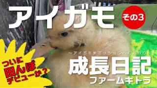 【ファームキトラ】アイガモ成長日記（その3）アイガモの保護から田んぼデビュー アイガモ農法【Aigamo・合鴨・farming with ducks】