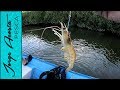 Pescando con CAMARON VIVO en manglares de Sinaloa